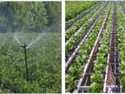 प्रधानमंत्री कृषि सिंचाई योजना : स्प्रिंकलर एवं ड्रिप सिंचाई से किसानों को बहुआयामी लाभ