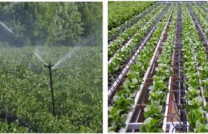 प्रधानमंत्री कृषि सिंचाई योजना : स्प्रिंकलर एवं ड्रिप सिंचाई से किसानों को बहुआयामी लाभ