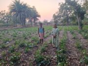 आधुनिक तकनीक से बढ़ा सब्जी का उत्पादन