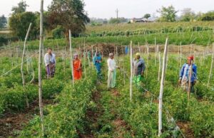 बिहान योजना से आत्मनिर्भर बनीं द्रौपती बांधे बनी लखपति दीदी