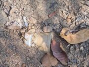 दंतेवाड़ा में नक्सल साजिश नाकाम, 5 किलो का IED बरामद कर मौके पर किया गया नष्ट |
