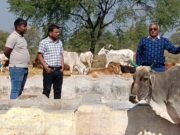 जिला मुंगेली का पालचुआ पंचायत ऐतिहासिक पहल घुमंतु पशु मुक्त पंचायत बनाने की ओर तो वही अन्य पंचायतो को सीख लेने जरूरत