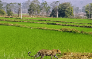 मां से बिछड़कर खेत में पहुंचा चार माह का तेंदुए का शावक