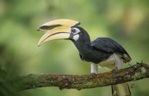 दुर्लभ हॉर्नबिल संरक्षण की विशेष पहल :उदंती-सीतानदी में विकसित हो रहे प्राकृतिक उद्यान