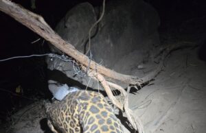 कटघोरा वनमंडल की सतर्कता से तेंदुए का सफल रेस्क्यू और शिकारी गिरफ्तार