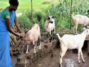 धमतरी का भटगांव बनेगा इनोवेशन हब
