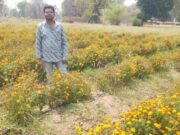 गेंदा की खेती से बढ़ी आय और बनी नई पहचान