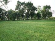 पैडी डायवर्सन मॉडल से बदली किसानों की तकदीर