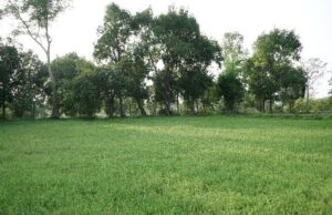पैडी डायवर्सन मॉडल से बदली किसानों की तकदीर