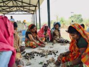 सीड बॉल अभियान के साथ हरियाली की नई शुरुआत