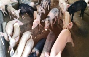 धमतरी के अशोक कुमार की चमकी किस्मत- सूकर पालन से